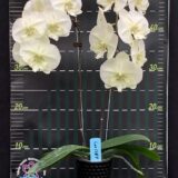 (Phal. Tying Shin Valentine's Day × Phal. Fureshing Mark) × Phal. Forest Fairy - Image 2