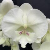 (Phal. Tying Shin Valentine's Day × Phal. Fureshing Mark) × Phal. Forest Fairy