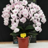 Phal. New Cinderella X (Phal. OX King X Phal. Fusheng Pink Pearl) - Image 2