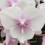 Phal. New Cinderella X (Phal. OX King X Phal. Fusheng Pink Pearl)