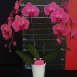 Phal. OX Sunshine Coast "1740" - Image 2