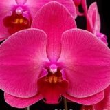 Phal. OX Sunshine Coast "1740"