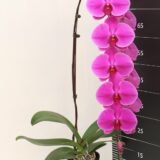 Phal. Clone Firework "233" - Image 2