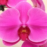 Phal. Clone Firework "233"