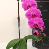 Phal. Clone Charmy "210" - Image 2
