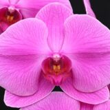 Phal. Clone Charmy "210"