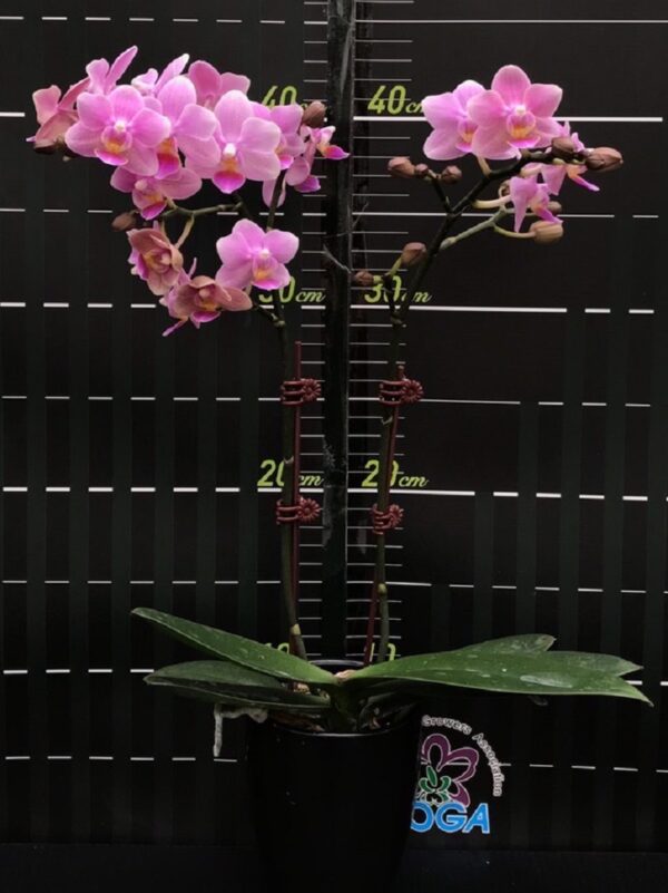 Phal Pinlong Cheris X Phal Sogo Gotris Welcome To Orchid Cultivators 8517