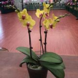 Phal. Jiuhbao "3230" - Image 2
