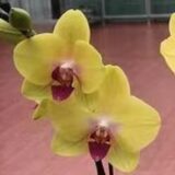 Phal. Jiuhbao "3230"