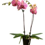 Phal. Gan Lin Pekalongan "1609" - Image 2