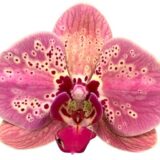 Phal. Gan Lin Pekalongan "1609"