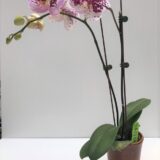 Phal. Gan Lin "1650" - Image 2