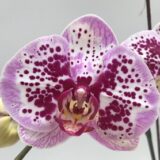 Phal. Gan Lin "1650"