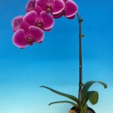 Dtps. Lianher Tuna - Image 2