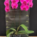 Phal. Super Golden Brick X Phal. Jiuhbao Sweetie "1233" - Image 2