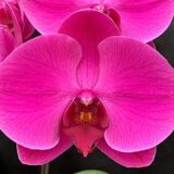 Phal. Super Golden Brick X Phal. Jiuhbao Sweetie "1233"