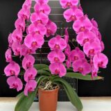 Phal. New Cinderella X (Phal. OX King X Phal. Fusheng Pink Pearl) "1303" - Image 2