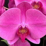 Phal. New Cinderella X (Phal. OX King X Phal. Fusheng Pink Pearl) "1303"