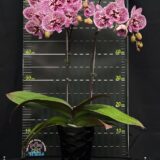 Phal. Fusheng Black Peacock "1312" - Image 2