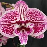 Phal. Fusheng Black Peacock "1312"