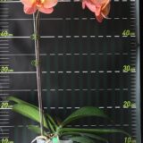Phal. Charming Flamingo "1403" - Image 2