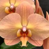 Phal. Charming Flamingo "1403"