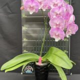 Phal. Charming Julie - Image 2