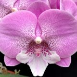 Phal. Charming Julie