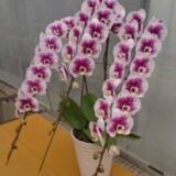 Phal. Purple Queen "142" - Image 2