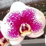 Phal. Purple Queen "142"