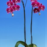 Phal. I-Hsin Romantic Poem - Image 2