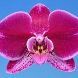 Phal. I-Hsin Romantic Poem