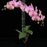 Phal. Jincheng Jupiter - Image 2