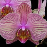 Phal. Jincheng Jupiter