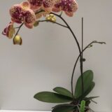 Phal. Gan Lin Cilegon - Image 2