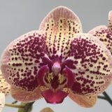 Phal. Gan Lin Cilegon