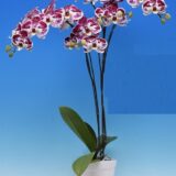 Phal. I-Hsin Stacy - Image 2