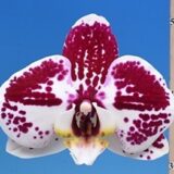 Phal. I-Hsin Stacy