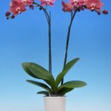 Phal. I-Hsin Fantasist - Image 2