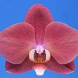 Phal. I-Hsin Fantasist