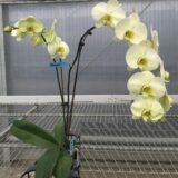 Phal. Gan Lin Mataram - Image 2