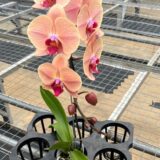 Phal. Gan Lin Bend - Image 2