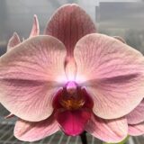 Phal. Gan Lin Bend