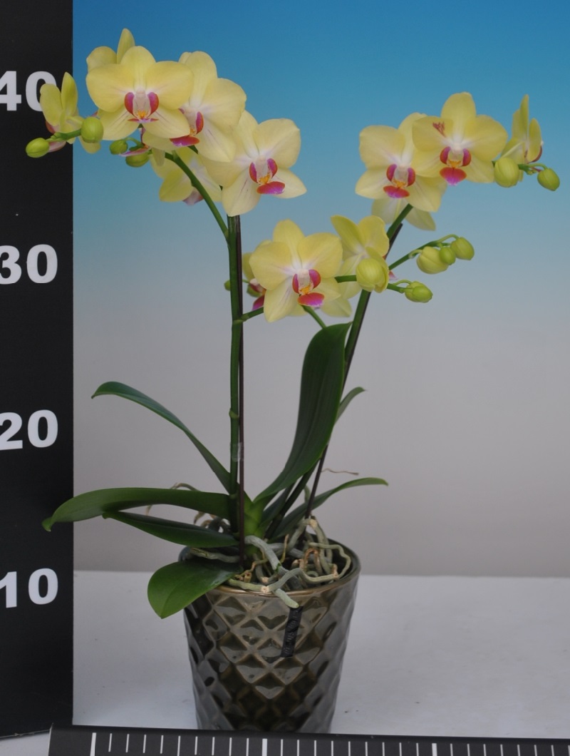 Phal. Taisuco Pioneer X Phal. Taisuco Date – Welcome to Orchid Cultivators