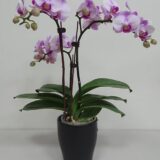 Phal. Chin Ann Gem Miki "742" - Image 2