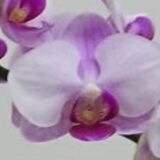 Phal. Chin Ann Gem Miki "742"