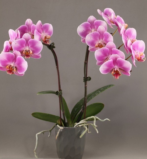 Phal. Ark’s Good Fortune – Welcome to Orchid Cultivators