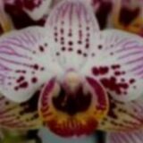 Phal. MS Pinky Cherry