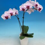 Phal. MS Sweety Cat - Image 2