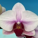Phal. MS Sweety Cat